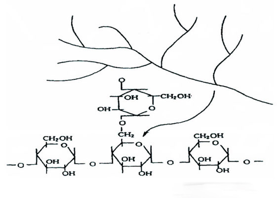 淀粉基分子結構圖